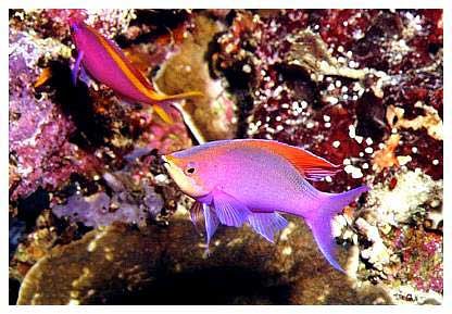 MIROLABRICHTYS TUKA